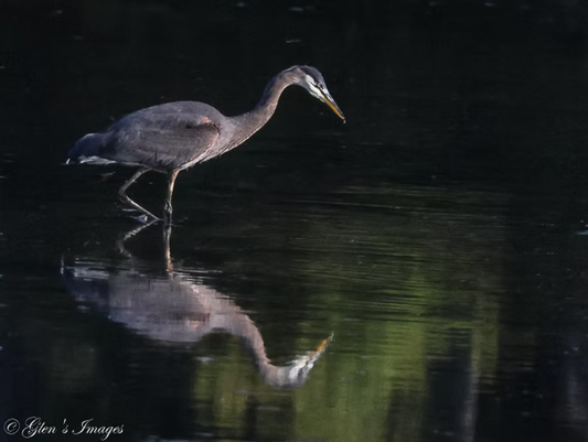 Great Blue Heron Reflection